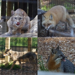 Four species of carnivores admitted at TreeHouse, clockwise from top left: bobcat, red fox, gray fox, and coyote.  Otters and other members of the weasel family are only other carnivores we normally receive at TreeHouse.