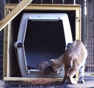 Bobcats spend an extended period of time with their mothers, and this interaction is vitally important for their behavioral development.